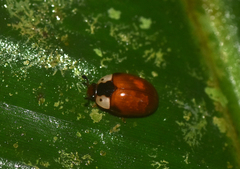 Lybas triangularis
