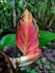 Heliconia episcopalis