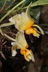 Stanhopea pseudoradiosa