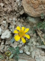Bartlettia scaposa