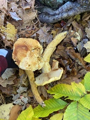 Gymnopilus subspectabilis