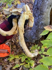 Gymnopilus subspectabilis