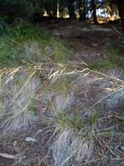 Austrostipa scabra