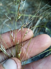 Austrostipa scabra