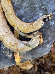 Gymnopilus subspectabilis