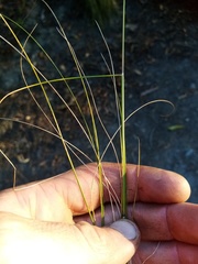 Austrostipa scabra