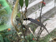 Oncopeltus orourkeae