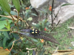 Oncopeltus orourkeae