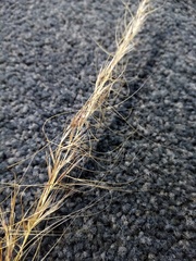 Austrostipa scabra