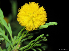 Vachellia farnesiana farnesiana