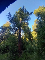 Nothofagus alpina