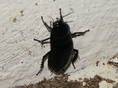 Eurycotis