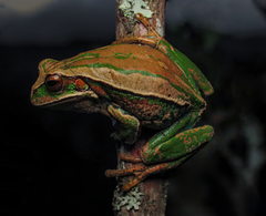 Gastrotheca dunni