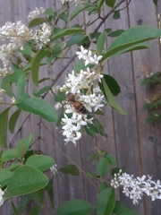 Apis mellifera