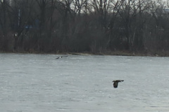 Haliaeetus leucocephalus