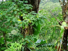 Phaethornis mexicanus