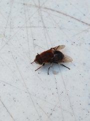 Eristalis circe