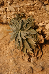 Matthiola crassifolia