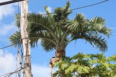 Pseudophoenix sargentii