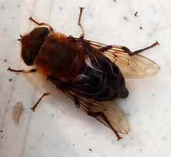 Eristalis circe