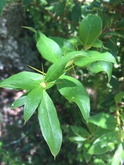 Archidasyphyllum diacanthoides