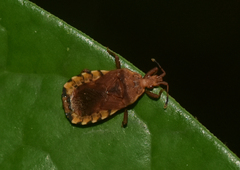 Hesus acuminatus