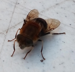 Eristalis circe