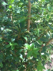 Archidasyphyllum diacanthoides