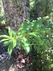 Archidasyphyllum diacanthoides