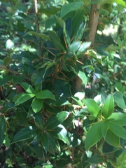 Archidasyphyllum diacanthoides