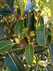 Coptosperma