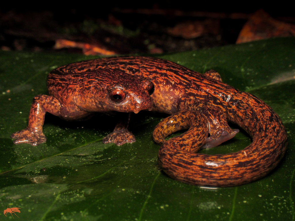 Yarmal Mushroomtongue Salamander