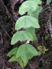 Passiflora colinvauxii