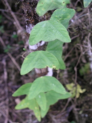 Passiflora colinvauxii