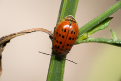 Alagoasa vigintiseptemmaculata