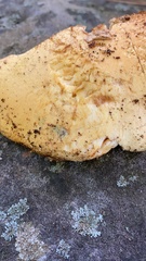 Gymnopilus subspectabilis