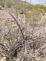 Peniocereus greggii greggii