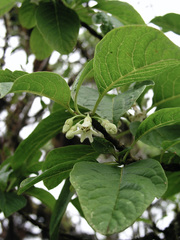 Iochroma