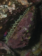 Lythrypnus dalli