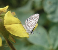 Leptotes parrhasioides
