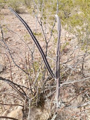 Peniocereus greggii greggii