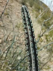 Peniocereus greggii greggii