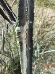 Peniocereus greggii greggii