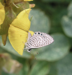 Leptotes parrhasioides