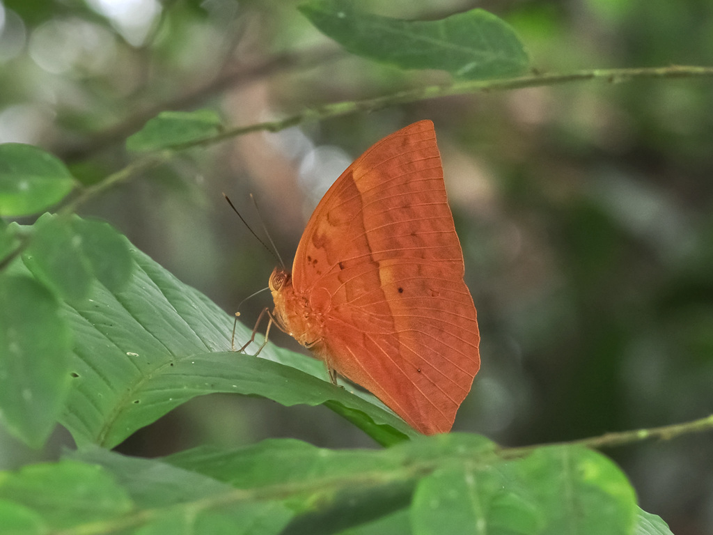 Malay red caliph