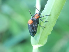 Chalepus cincticollis