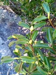 Coptosperma