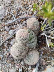 Escobaria chihuahuensis