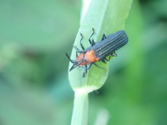 Chalepus cincticollis