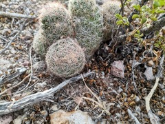 Escobaria chihuahuensis